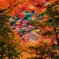 紅葉の窓