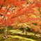 花・草木 紅葉 東福寺
