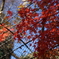 紅葉