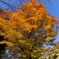 苗木城跡の紅葉