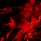紅