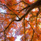 満天の紅葉