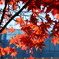 紅葉2