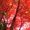 紅葉4