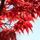 紅葉5