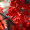 紅葉6