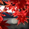 紅葉7