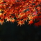照る紅葉