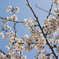 Sakura.