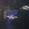 Flying penguin 2