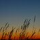 草原の夕景