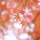 Pink　Autumn