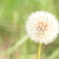わたげ