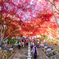 大山の紅葉