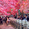 大山の紅葉3