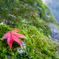 momiji