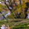 秋ボケ風景