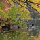 生き物写真館　- 秋色の隠れ処 -