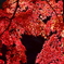 紅に染まる
