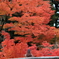 勝運の寺・勝尾寺①