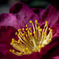 sasanqua 山茶花