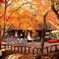 紅葉を覗く