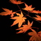 夜の紅葉