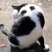 0C3A0753_neko