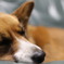 Zzz...