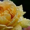 Rainy rose.
