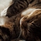 眠り猫