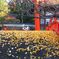 2014 紅葉 京都 下鴨神社