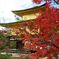 2014紅葉 京都 金閣寺