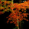 Autumn Heart