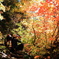 紅葉撮るよ～！
