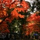 紅葉の下の親子