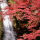 ’14箕面紅葉