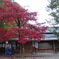紅葉