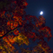 六義園　紅葉ライトアップと月