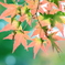 きらめく紅葉