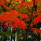 朝の公園