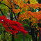 朝の公園
