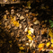 Fallen leaves