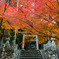 とある神社の紅葉