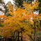 谷汲山の紅葉