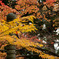 谷汲山の紅葉