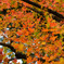 谷汲山の紅葉