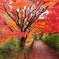 雨上がりの紅葉