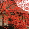 紅の向こう側