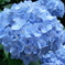 紫陽花（河口湖 カチカチ山）